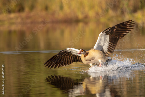 Egyptian goose