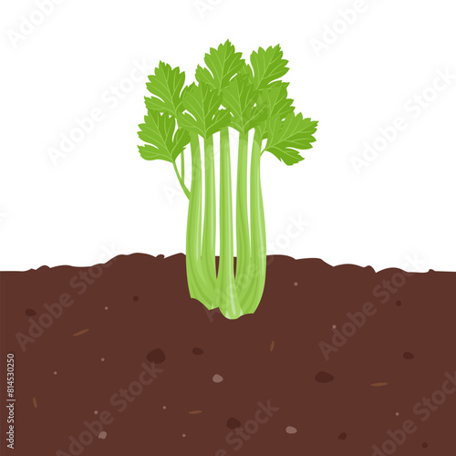 Celery growing in vegetable garden. Green leaf vegetable in organic soil. Vector cartoon flat illustration.
