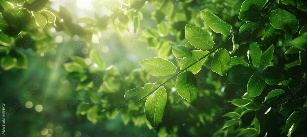A forest green forest illuminated by the sun's rays that penetrate through the dense leaves. A forest green forest illuminated by the sun's rays that penetrate through the dense leaves.