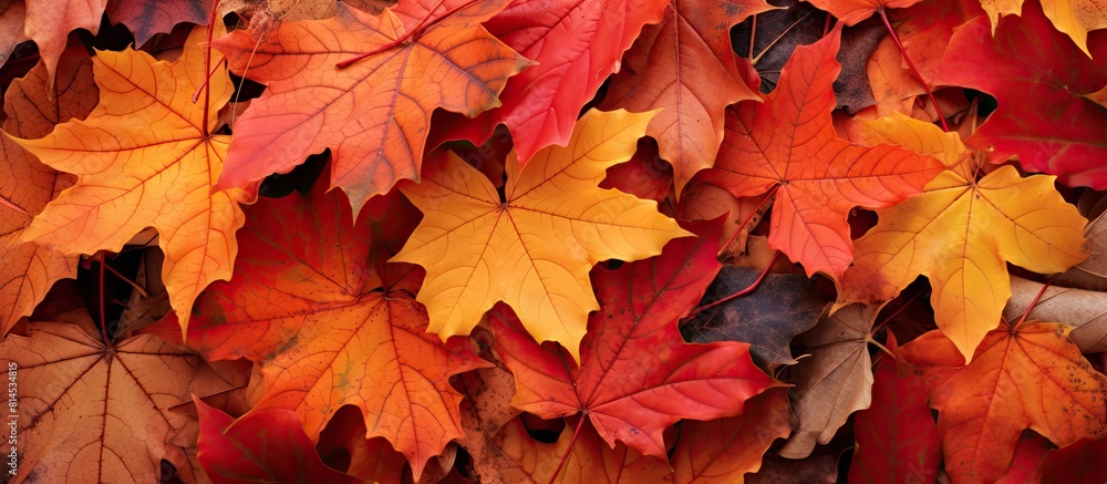 On the ground there are vibrant dry maple leaves depicting the colors of autumn in a copy space image