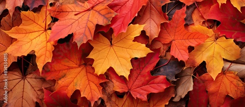 On the ground there are vibrant dry maple leaves depicting the colors of autumn in a copy space image