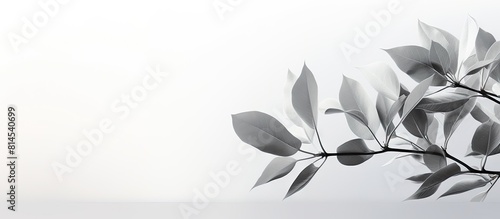 The image is an abstract concept of nature with a blurred background featuring a dappled light effect and a gray shadow of leaves on a white wall It can be used as a copy space image 175 characters photo