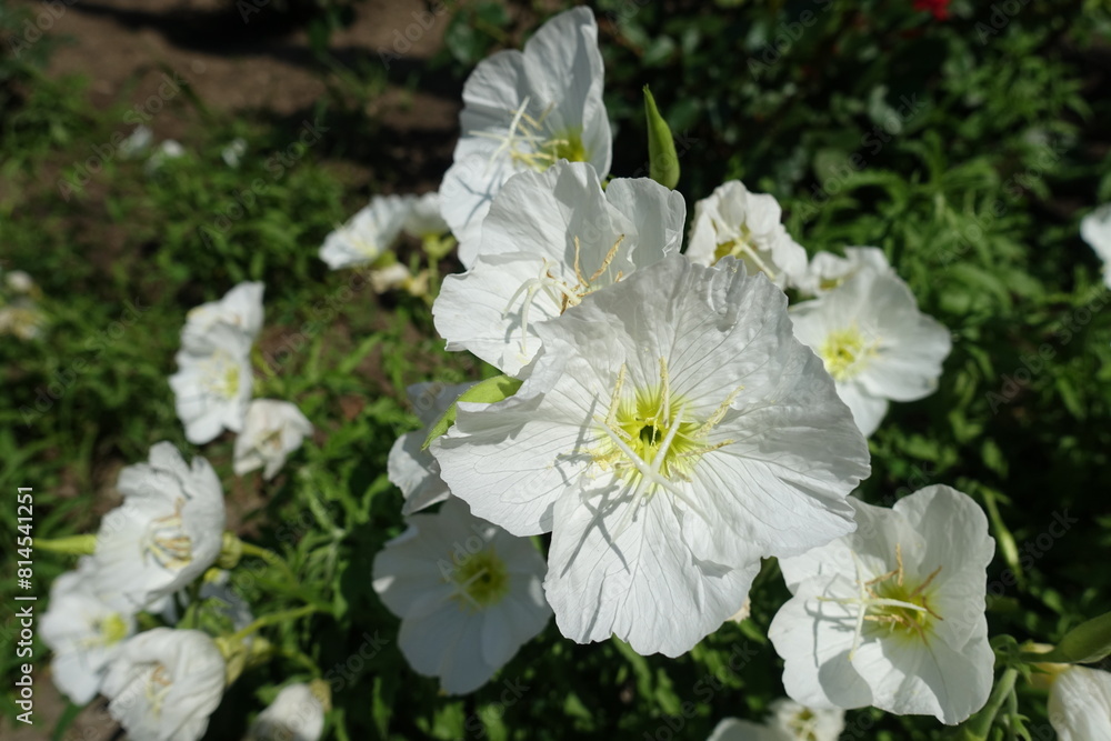 Closeup of white flowers of Oenothera speciosa in mid June Closeup of white flowers of Oenothera speciosa in mid June