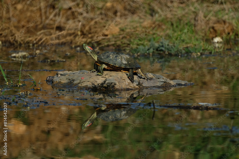 Water turtle sunbathing on the lake. Istanbul Türkiye Water turtle sunbathing on the lake. Istanbul Türkiye