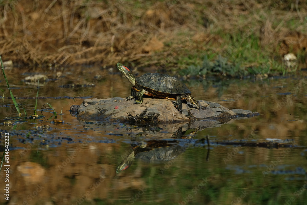 Water turtle sunbathing on the lake. Istanbul Türkiye Water turtle sunbathing on the lake. Istanbul Türkiye