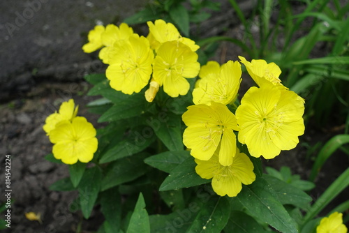Close shot of yellow flowers of sundrops in June photo