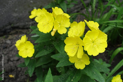 Close shot of yellow flowers of sundrops in June