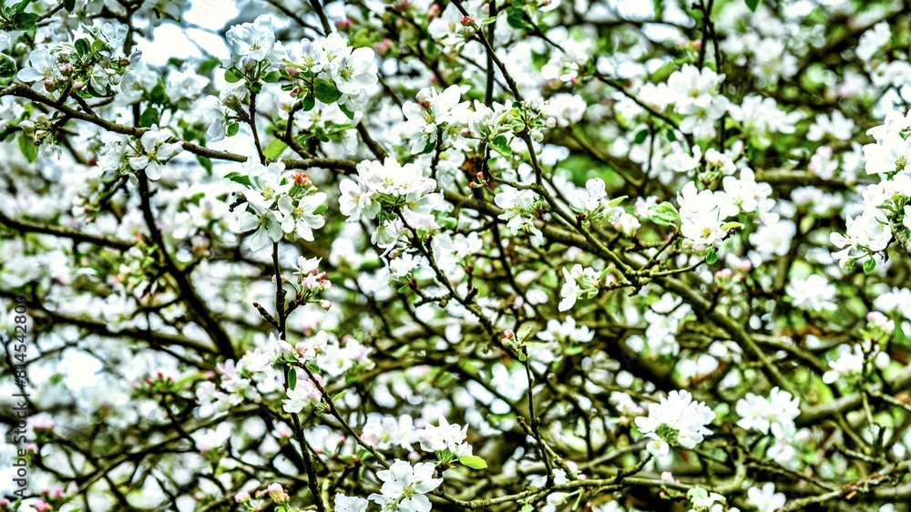 Blooming apple orchard in spring. Spring blossom of tree. Blooming apple orchard in spring. Spring blossom of tree.