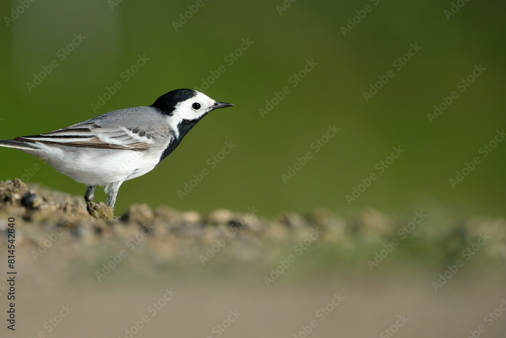 Naklejka premium The white wagtail (Motacilla alba) is a small passerine bird in the family Motacillidae, which also includes pipits and longclaws.