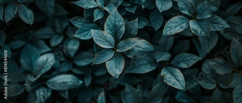 Horizontal rectangle banner mockup surrounded by vibrant summer leaves, inviting viewers to reconnect with nature. photo