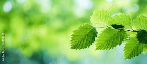 Copy space image of a bokeh background showcasing the intricate beauty of a green mulberry tree leaf photo