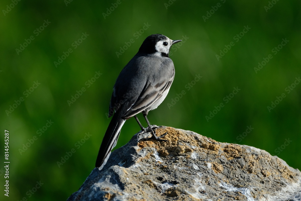 Fototapeta premium The white wagtail (Motacilla alba) is a small passerine bird in the family Motacillidae, which also includes pipits and longclaws.