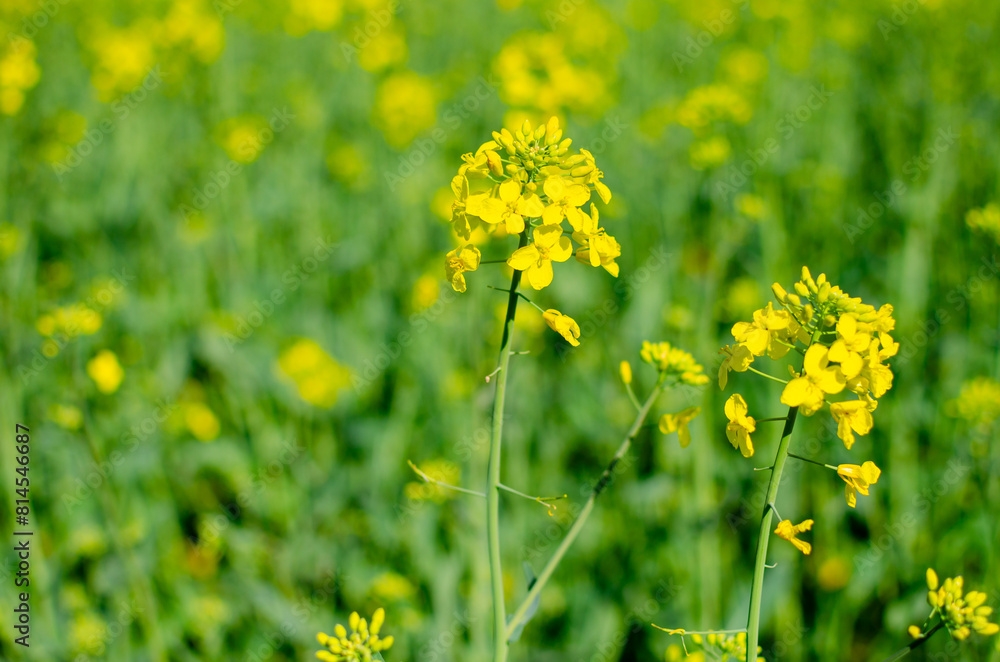 A yellow canola flowerin spring. The background is a bright green color A yellow canola flowerin spring. The background is a bright green color