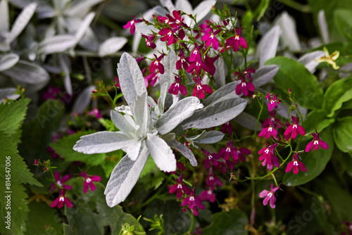 Verbascum, Velvet plant or mullein for herbal medicine. Mullein or Verbascum especially recommended for coughs and related problems. Mullein (verbascum) torch flower plant with little violet flowers.