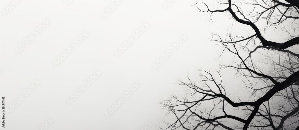 Fototapeta premium Black and white branches of a tree against a background with a gradient providing ample copy space for images
