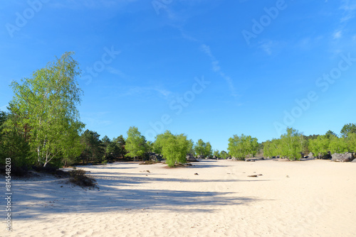 White sand of the Cul de Chien in Fontainebleau forest