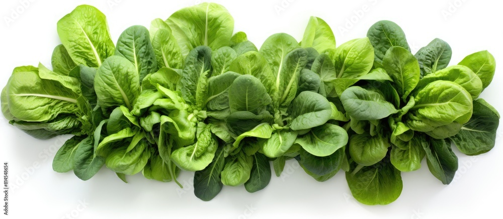 A top down view of a bok choy harvest with a white background and plenty of space for copies or other images. with copy space image. Place for adding text or design A top down view of a bok choy harvest with a white background and plenty of space for copies or other images. with copy space image. Place for adding text or design