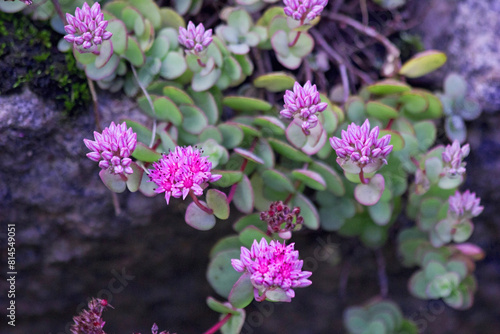 Stonecrop Flowers Sedum Hylotelephium spectabile. Hylotelephium garden plant Sedum prominent or stonecrop flower blossoming at autumn. Purple bright light flowers of sedum or stonecrop on alpine rock.