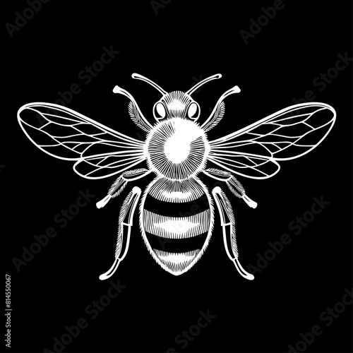 Abeille, dessin vectoriel, gravure