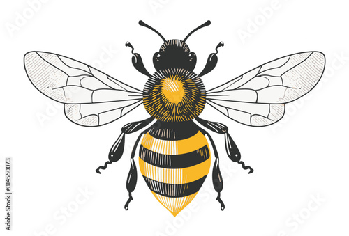 Abeille, dessin vectoriel