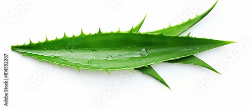Top view of a fresh aloe ve...