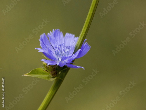 Common Chicory flower (Cichorium intybus) close up on green blurred field background. Agricultural edible plant of chicory blue flowers cultivated for herbal Chicory coffee drink - natural inulin. photo