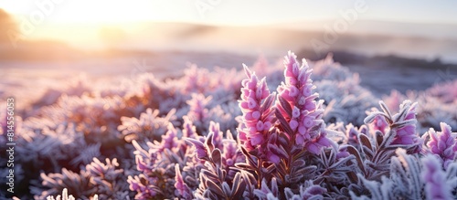 Frost and snow adorn the blooming purple and pink heather flowers This panoramic image captures the pure beauty of nature showcasing the harmony of botany gardening environment and ecology Copy space