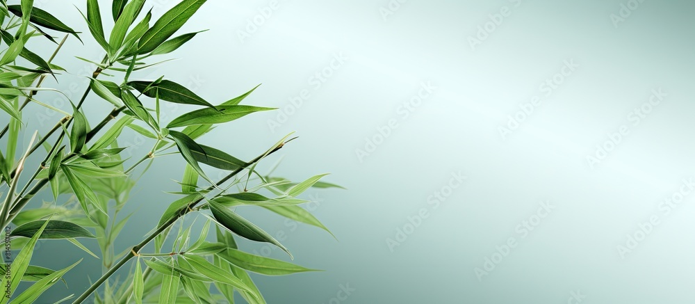 Image of bamboo leaves with copy space Image of bamboo leaves with copy space