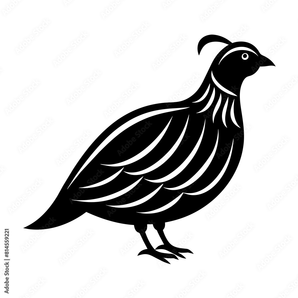 illustration of a quail bird illustration of a quail bird