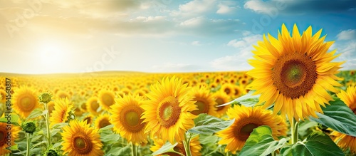 A vibrant sunflower field with plenty of copy space in the background showcasing its full bloom