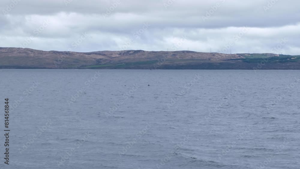 A pod of dolphins peacefully swimming along the shoreline on the remote Isle of Arran in Western Scotland UK A pod of dolphins peacefully swimming along the shoreline on the remote Isle of Arran in Western Scotland UK