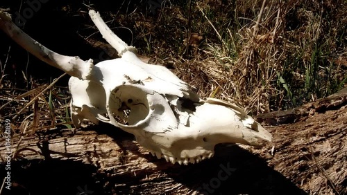 White deer skull with antlers on a dry tree trunk. Arid land and the remains of an animal in an inhospitable landscape. Odocoileus virginianus photo