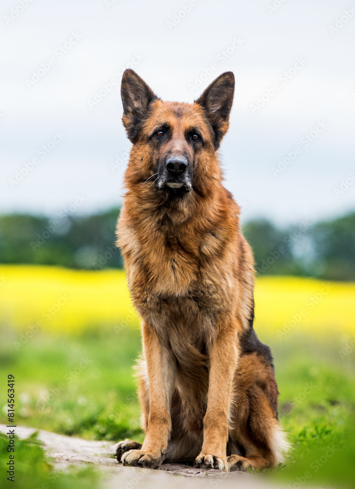 german shepherd dog sitting outdoors german shepherd dog sitting outdoors