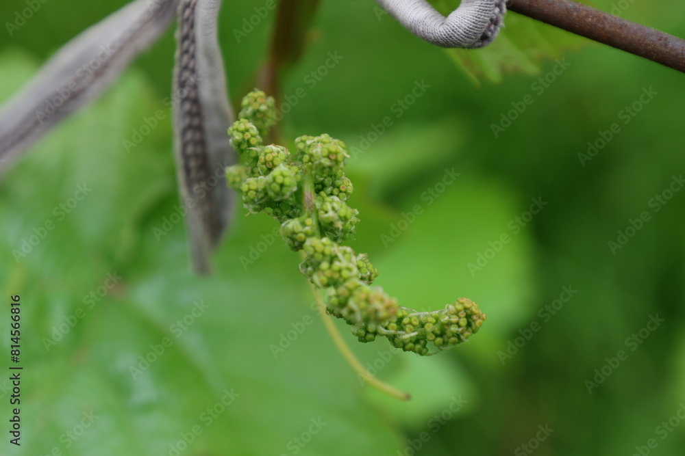 Inflorescence of grapes.
Shot with a long lens Inflorescence of grapes.
Shot with a long lens