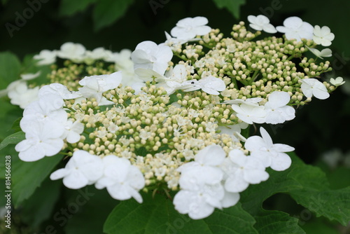 
Viburnum flowers.
Shot with a long lens.