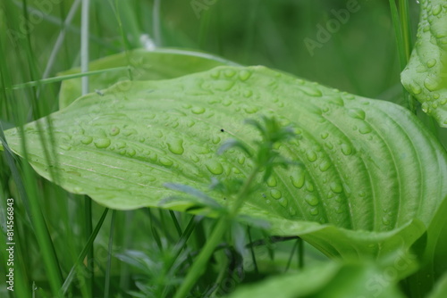 Grass covered with morning dew.