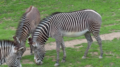 Herd of the grevy s zebra equus grevyi grazing photo