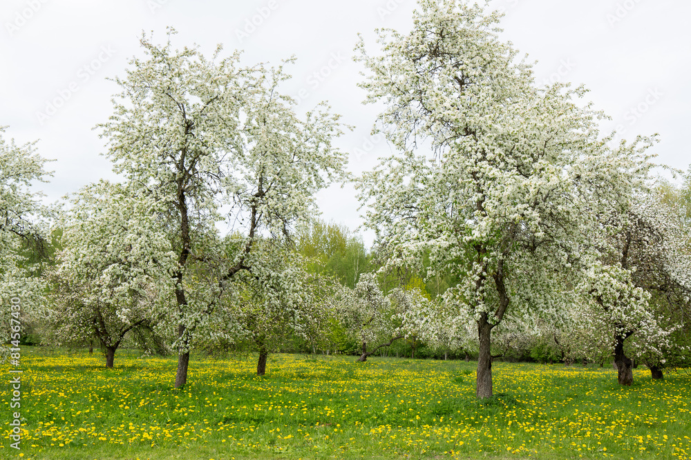 Naklejka premium Spring scene in May with blooming old apple trees and dandelions in Sigulda in Latvia