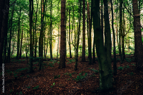 Dark forest during summer