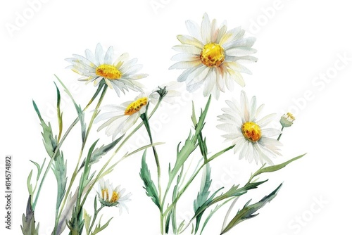 Beautiful watercolor painting of daisies on white background, perfect for various design projects © Ева Поликарпова