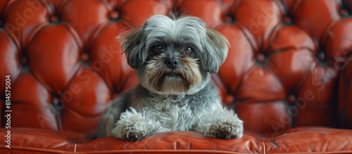 Small Gray and White Dog Sitting on Top of Red Couch