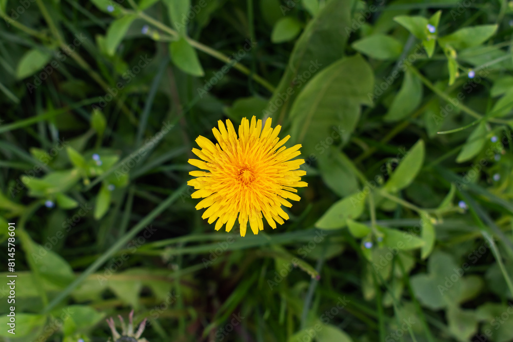 A close-up of a dandelion flower. View from above. Yellow dandelion flower in green grass. Medicinal plant. A close-up of a dandelion flower. View from above. Yellow dandelion flower in green grass. Medicinal plant.