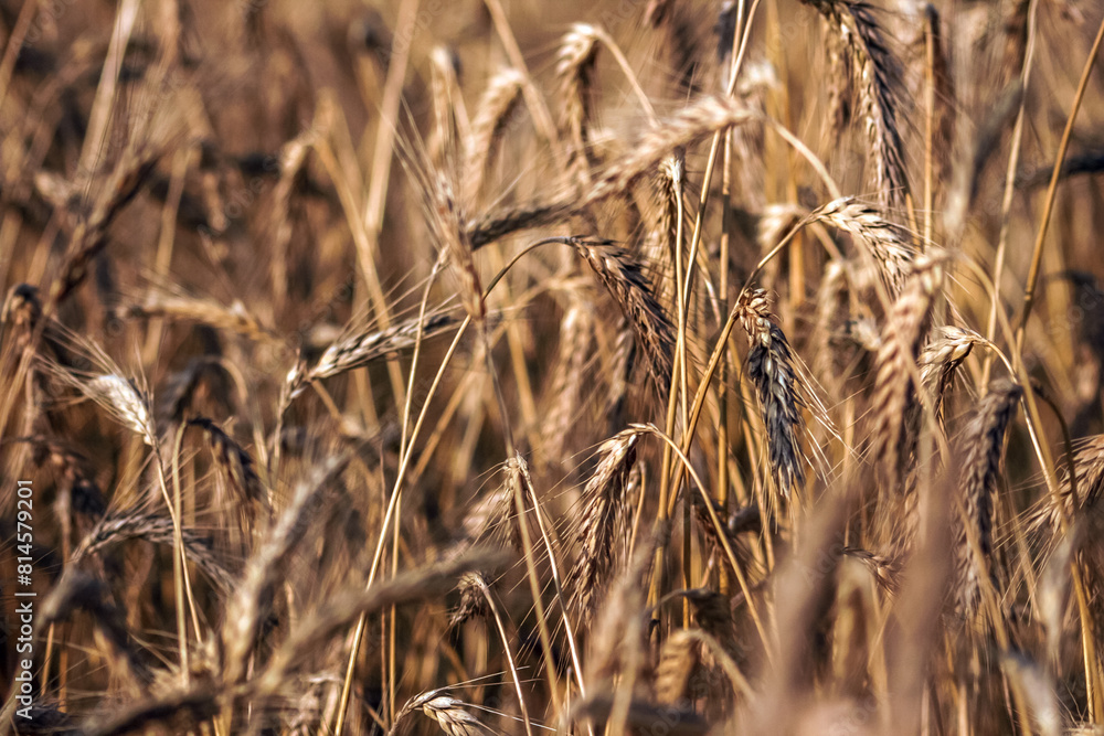 Fototapeta premium Agriculture - Fields and Farming - harvest