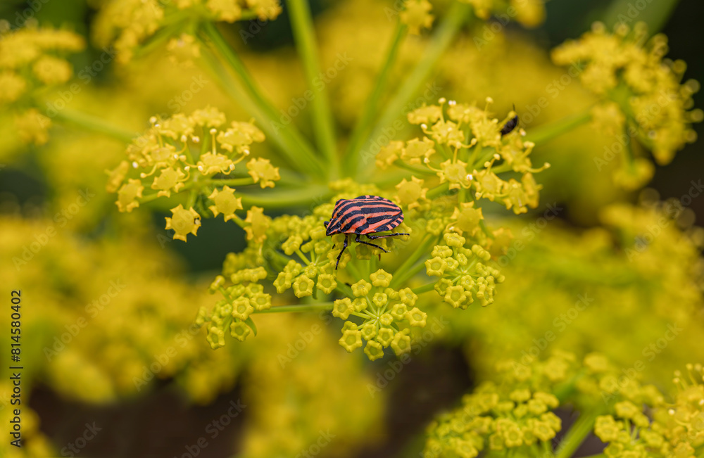 Striped Carrot Bedbug (Graphosoma semipunctatum) feeding on Yellow Fennel Flower (Foeniculum vulgare). Striped Carrot Bedbug (Graphosoma semipunctatum) feeding on Yellow Fennel Flower (Foeniculum vulgare).
