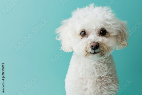 A cute white Bichon Frise looking at the camera, on a solid light blue background, with empty copy space