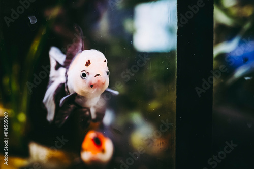 Portrait d'un petit poisson voile de chine dans son aquarium