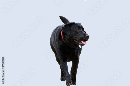Front view of a fat, black labrador dog , walking and looking away on its left on a bright blue background.