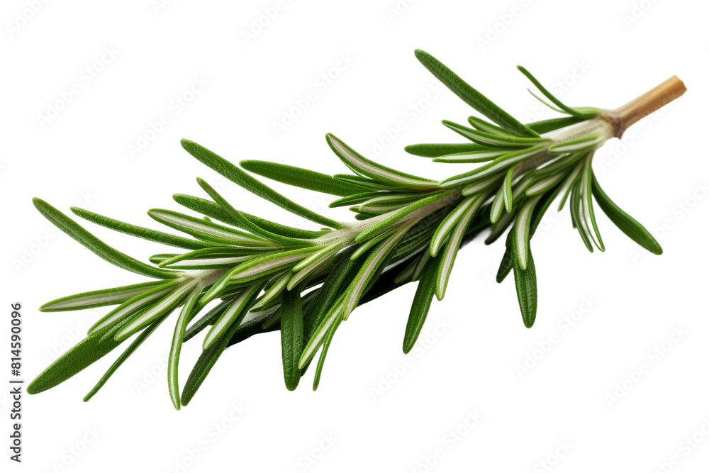 Whispers of Nature: A Sprig of Rosemary. On a White or Clear Surface PNG Transparent Background. Whispers of Nature: A Sprig of Rosemary. On a White or Clear Surface PNG Transparent Background.