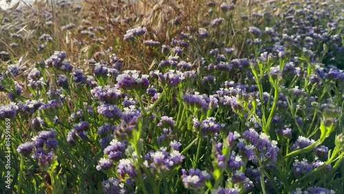 Mediterranean. Shore overgrown with Limonium sinuatum at sunset in strong wind photo