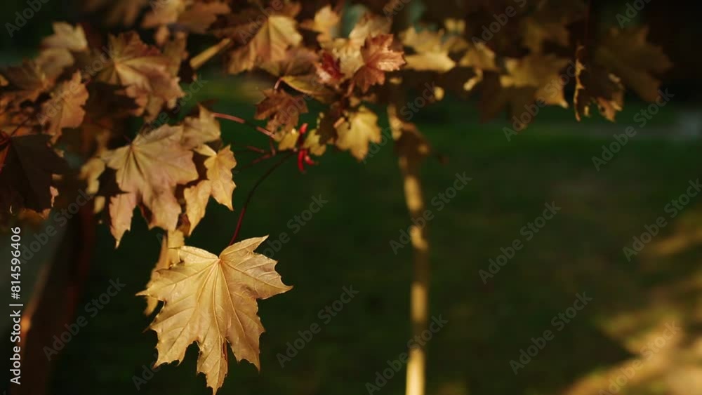 A tree with brown maple leaves. Brown maple. Acer platanoides. Faassen's Black maple. A tree with brown maple leaves. Brown maple. Acer platanoides. Faassen's Black maple.